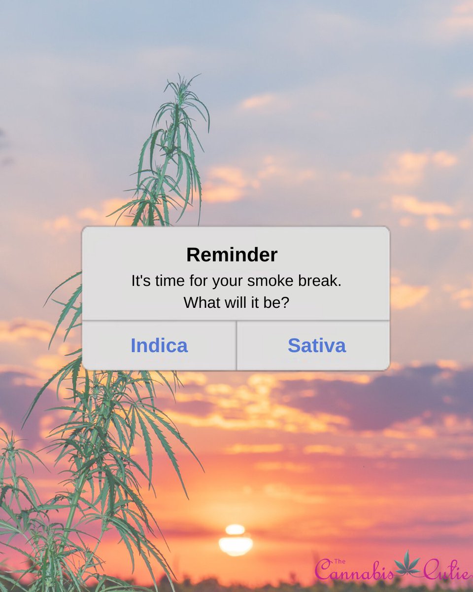MyMedCard_app's tweet photo. It's about that time! What's your choice? 

#MyMedCard #cannabiscommunity #indica #sativa https://t.co/jBAGBpkWZ1