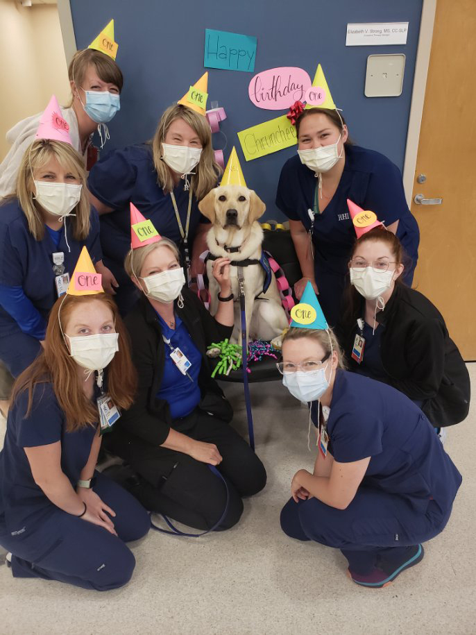 Happy National Dog Day from Indiana Canine Assistant Network (ICAN) service dog in training, Crunchee! 

Our friends over at @ICANdogs do amazing work at training and placement and have worked with us over the years to match Mobility Assistance Dogs to patients who are eligible!