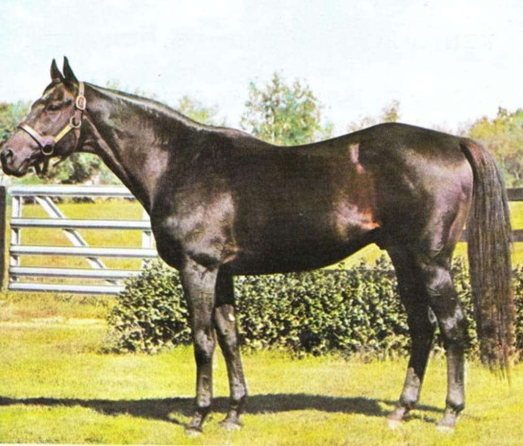 HORSERACING1002's tweet photo. DELTA JUDGE🇺🇸 1960
(TRAFFIC JUDGE - BEAUTILLON BY NOOR)#DeltaJudge
B/O Danada Farm (KY) Mar 23, 1960
16-8-3-3------159,762 dls
Sapling S, Fall Highweight H, Gravesend H
2nd Pimlico Futurity,
3rd Tremont S, Futurity Trial S, Whitney S.
Stood at Danada Farm, https://t.co/6JeaTGepkQ