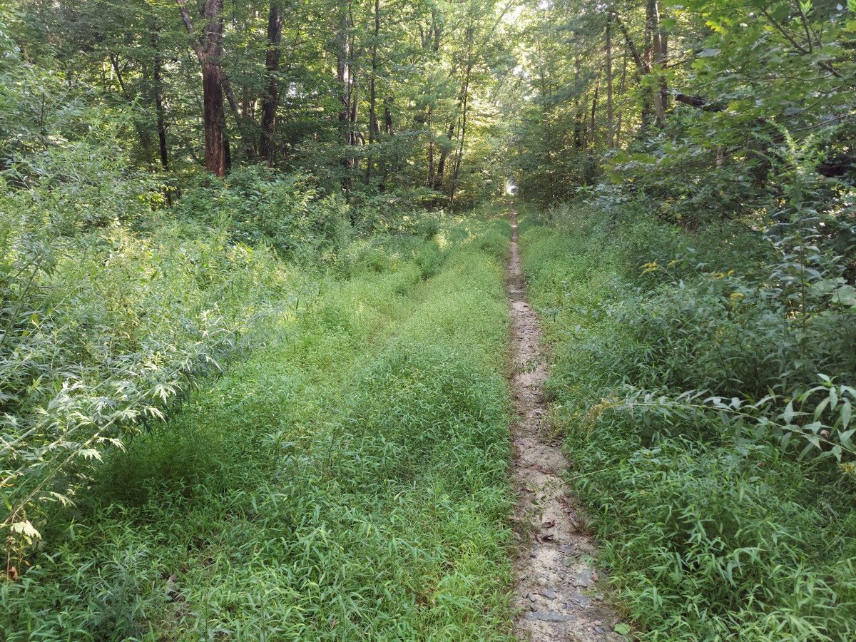 Bob_Lazzari's tweet photo. Friday on the Air Line:  5 miles from Pomfret to Putnam, CT--one of the more underdeveloped parts of the trail. #FamJam22 @MrsHayesfam @BetsyCallanan @jcae2008 @msjellman @MrsOTeachesK @cabernetfanc @mohrorless @ChristineBemis2 @PamPeekeMD @pinktearoom @carrieri_jenny https://t.co/TU7A8waKFi