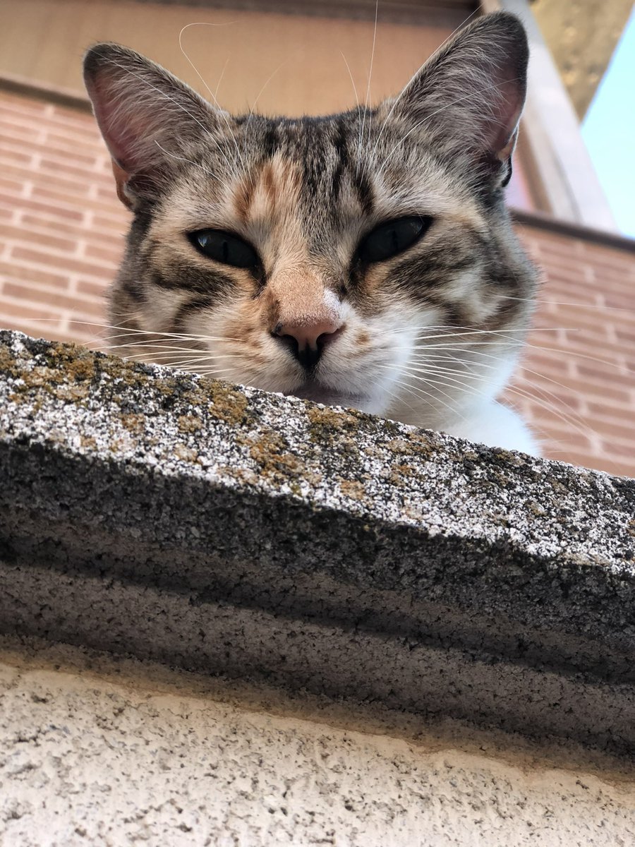 abelcalopez's tweet photo. hoy se ha ido una parte de mí 💔 https://t.co/TWxJtFn8Om