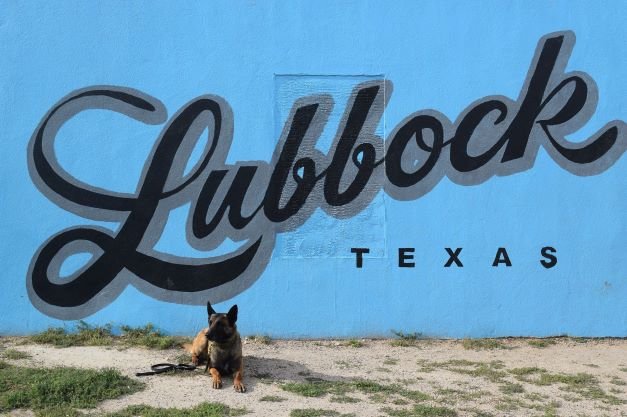 LubbockPolice's tweet photo. On this #NationalDogDay, we'd like to take a moment to give a shoutout to some our favorite dogs! From K-9, to HOT, these pups give it their all every single day...and doggone it, they deserve all the pats we have to give! 🐶 #wevegonetothedogs #whosagoodboy https://t.co/zvPWhzDEFX