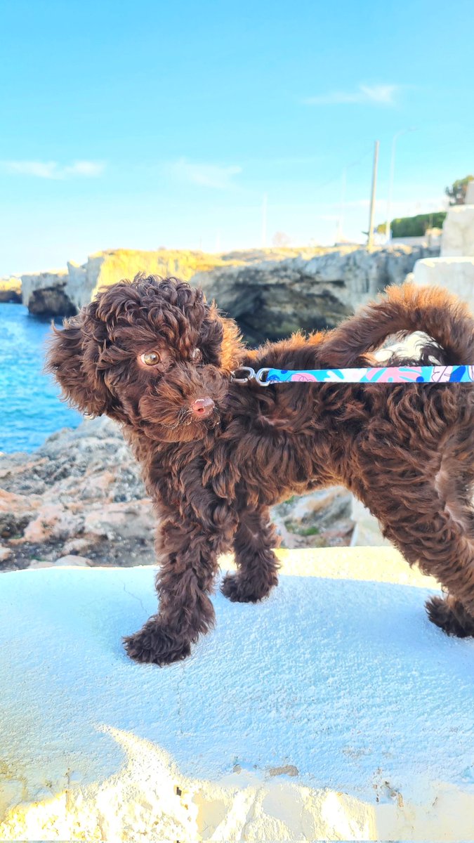 domynus23's tweet photo. Come faremmo senza di te?
#GiornataMondialedelCane 🌍❤️🐶 https://t.co/9dFik50zH1