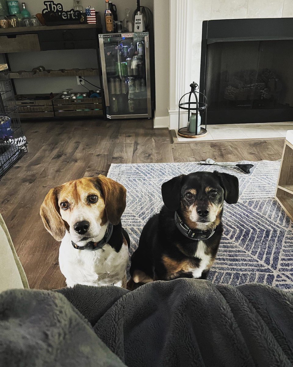 kmackrn's tweet photo. It’s #NationalDogDay and my too wild crew are the best woo woos around #rivers #rooney #keisel #beagles #americanbully https://t.co/vzsNgzDn8i