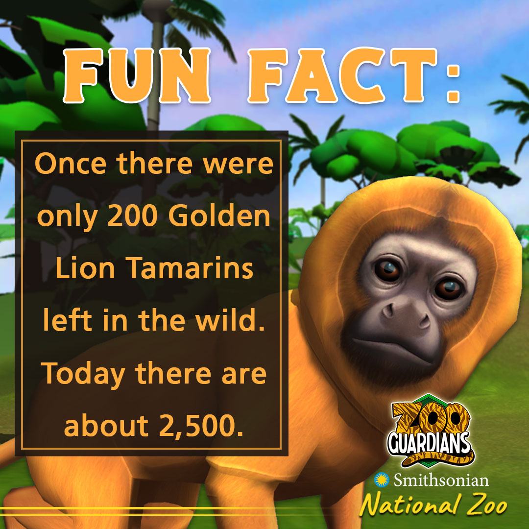 ZooGuardians's tweet photo. Lending a helping hand! 🤝 In the 1970’s there were only 200 wild golden lion tamarins. Today, there are roughly 2,500 in the wild. Around 1/3 of the current population originated from those raised in human care! Find out what it takes to care for these tamarins in #ZooGuardians! https://t.co/Xd23J43hWc