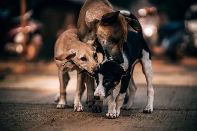 ItsTheChatCafe's tweet photo. Today is International Dogs Day, come and have a barking time on The Chat Cafe  https://t.co/Ky6BIbcSeT https://t.co/8jpoCdf7Ix