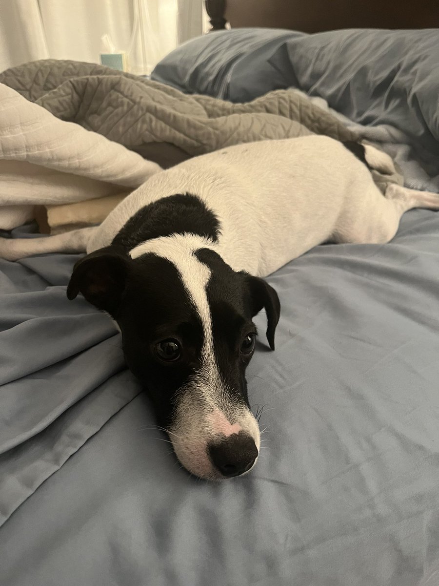 Cheer Cincinnati tweet media