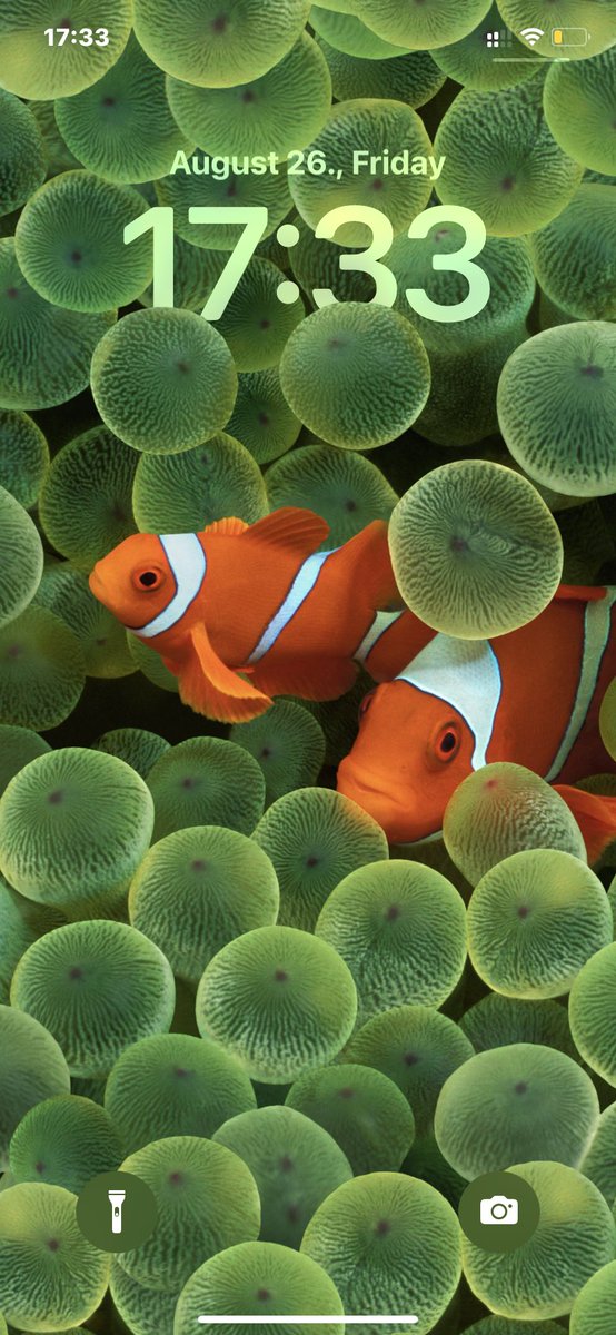 KristofKekesi's tweet image. Don’t know if this is a bug or the always on display just kicked in but my phone’s lock screen looked like this after scanning a document via the import from iphone menu from my mac. #iOS16Beta7