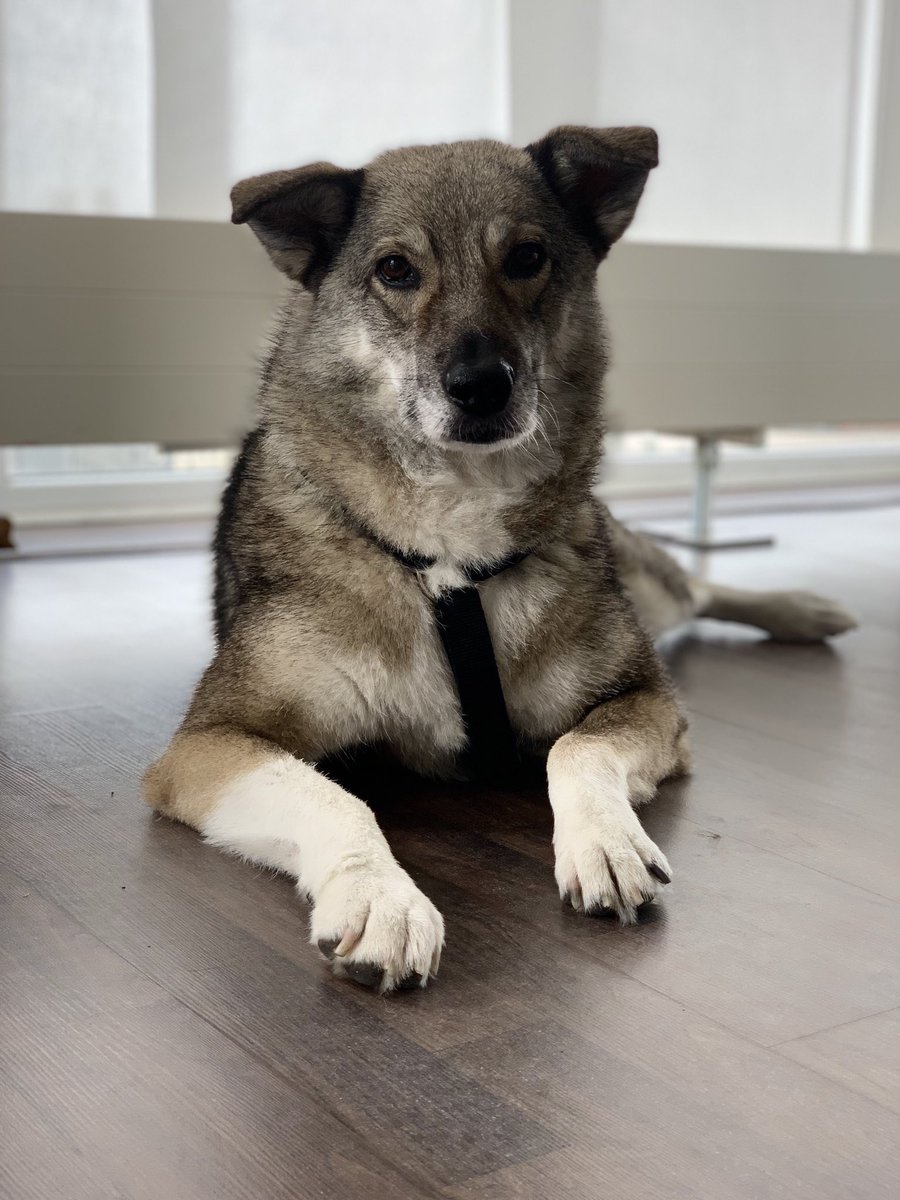 flowphia's tweet photo. It's international dog day! 🥳
(Thx @jmeads78 for the reminder!)

Meet my new best friend since one month: Suri - a former stray dog and the kindest and most sociable soul.

Photo credits: my co-founder Thomas https://t.co/TqAiJCxe0G