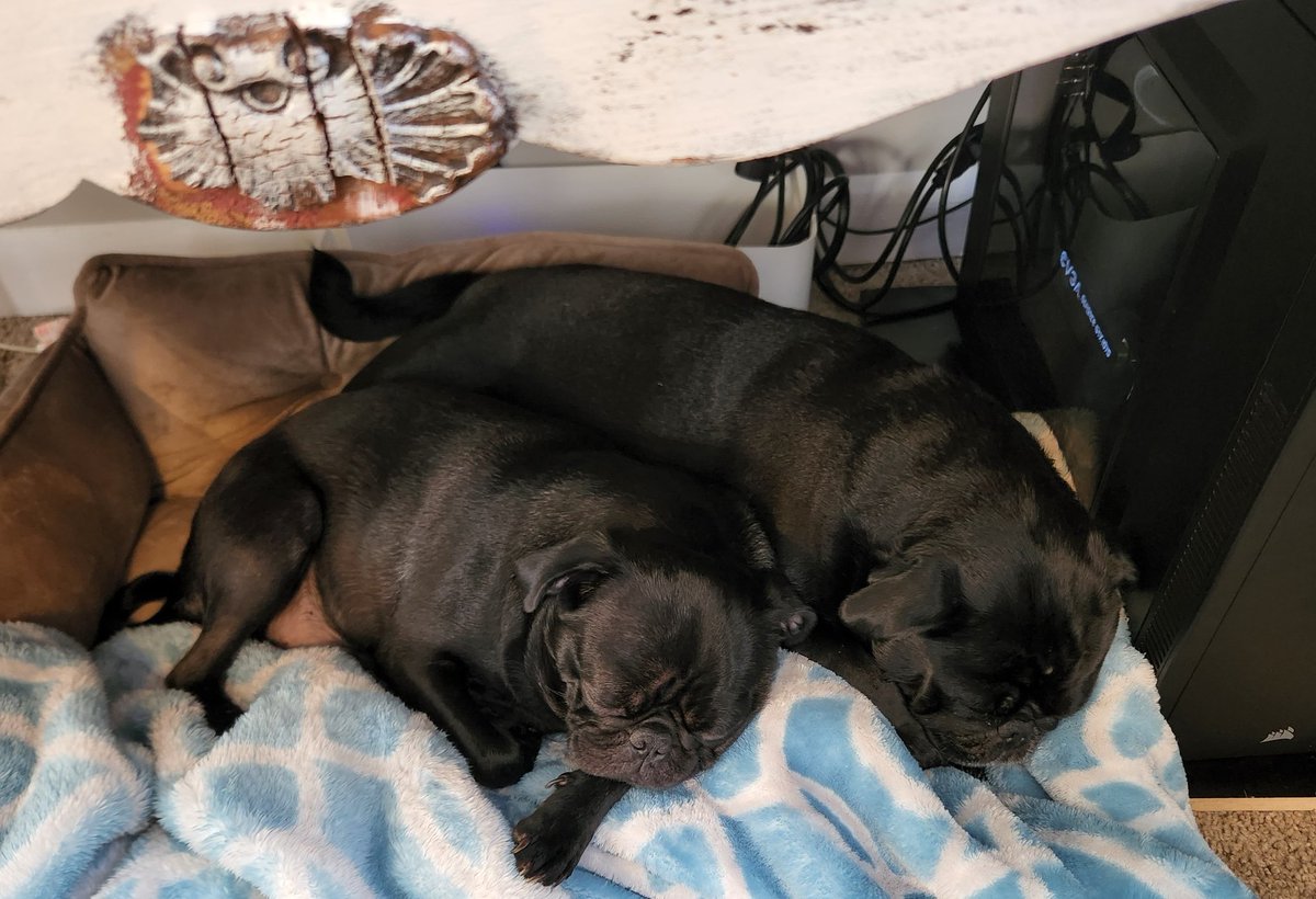 LZH53's tweet photo. My pups have assumed their position under my desk. https://t.co/DvNPS6cILL
