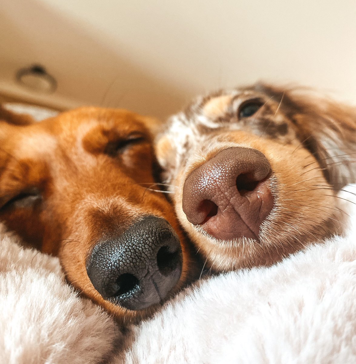 Happy International Dog Day! 🐶✨ #dogsoftwitter #NationalDogDay #InternationalDogDay #Boop