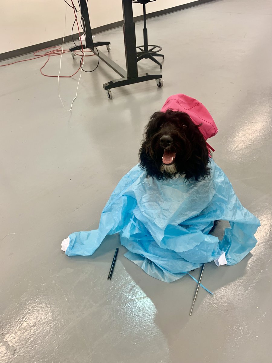 darvisinc's tweet photo. Happy #nationaldogday to our favorite furry coworkers!

Shoutout to all the adorable #DARVISdogs who make both working from home and from our dog friendly office so fun.

#companyculturematters #officedogs #dogfriendly https://t.co/22ouP1VQYa