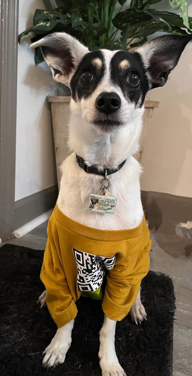 darvisinc's tweet photo. Happy #nationaldogday to our favorite furry coworkers!

Shoutout to all the adorable #DARVISdogs who make both working from home and from our dog friendly office so fun.

#companyculturematters #officedogs #dogfriendly https://t.co/22ouP1VQYa