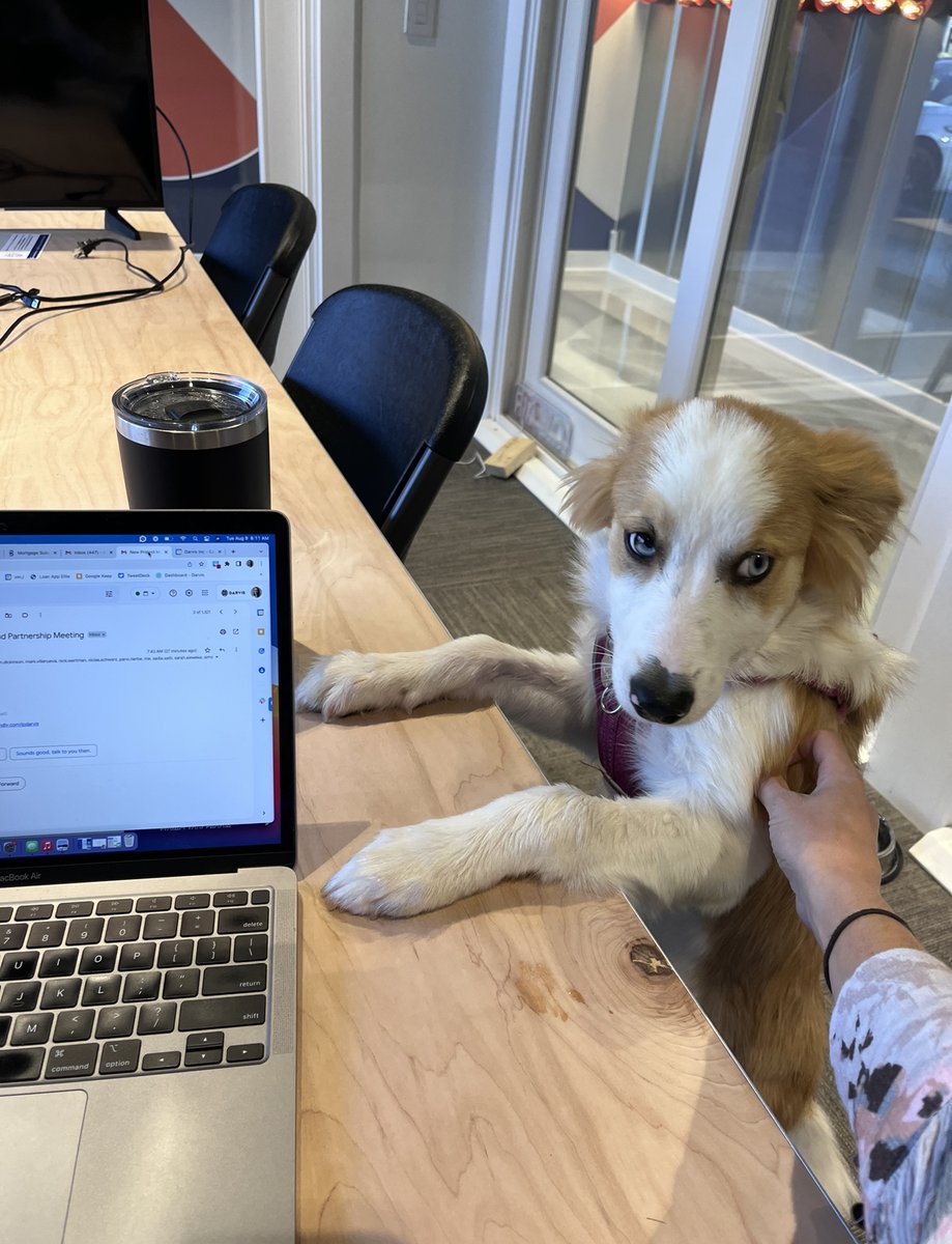 darvisinc's tweet photo. Happy #nationaldogday to our favorite furry coworkers!

Shoutout to all the adorable #DARVISdogs who make both working from home and from our dog friendly office so fun.

#companyculturematters #officedogs #dogfriendly https://t.co/22ouP1VQYa