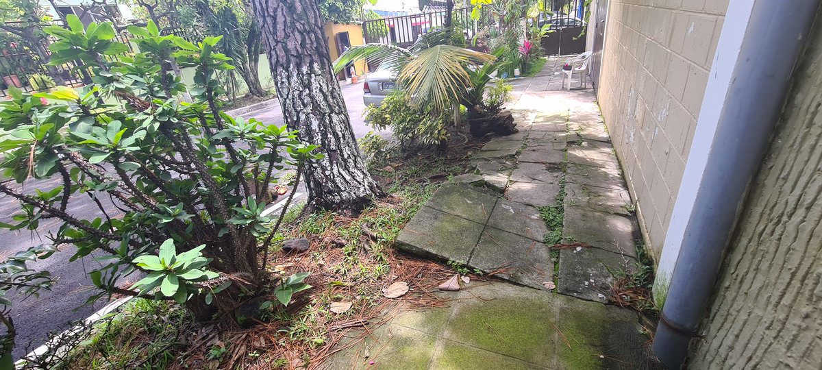 dasanfu's tweet photo. @PROCIVILSV árbol con señales de peligro de caer. Ubicado en Reparto Miralvalle Calle Londres una cuadra arriba de Farmacia Uno constitución cercanias Pollo Real https://t.co/GB9qc4mePa