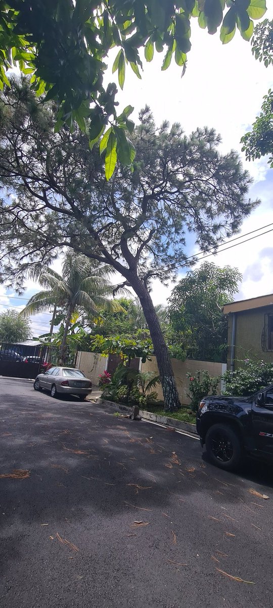 dasanfu's tweet photo. @PROCIVILSV árbol con señales de peligro de caer. Ubicado en Reparto Miralvalle Calle Londres una cuadra arriba de Farmacia Uno constitución cercanias Pollo Real https://t.co/GB9qc4mePa