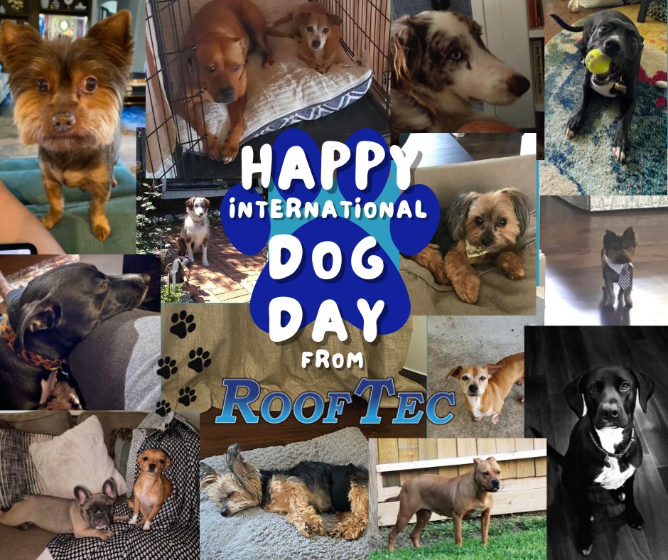 RoofTecTX's tweet photo. 🐶 A house is not a home without a dog! 🐶

Today is International Dog Day 2022 and how could we let it pass without a post dedicated to the many furry friends of RoofTec? 🐾

#internationaldogday #homeiswherethedogis #mansbestfriend https://t.co/dt58OmdH6R
