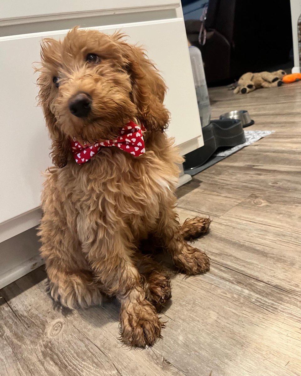 jpaw1002's tweet photo. Heard it’s #nationaldogday ! Here’s to my og bubba (cosmo), my girl Iza and newest bro Fozzie #pawsome #godlenretriever #muttlife #goldendoodlepuppy https://t.co/2WV0fbWmWr