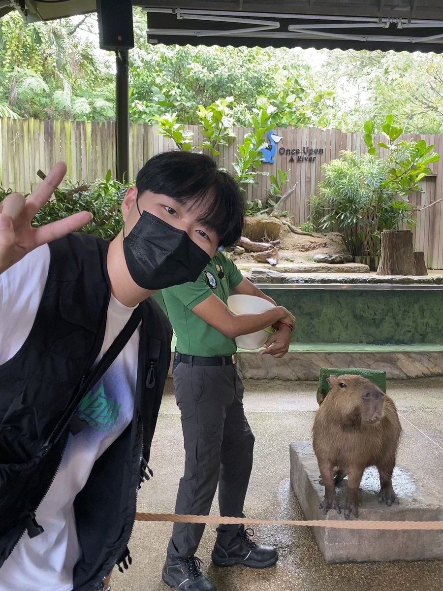 gavinloo61's tweet image. My cutest capybara🥰🥰🥰🥰