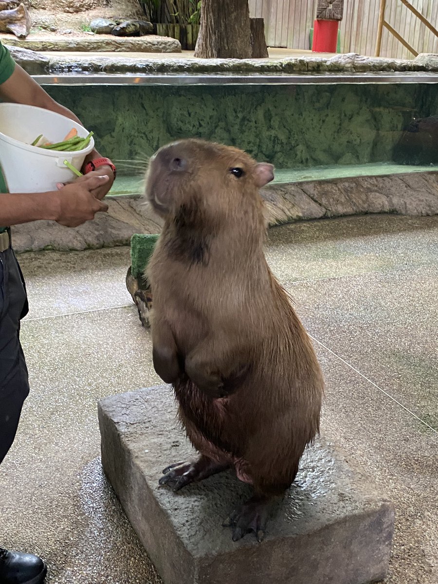 gavinloo61's tweet image. My cutest capybara🥰🥰🥰🥰