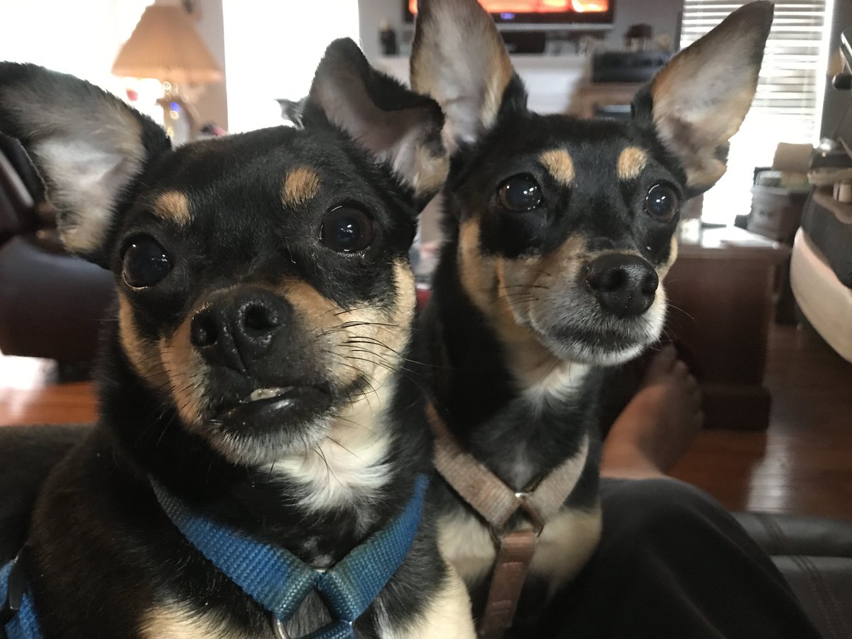 Happy National Dog Day!