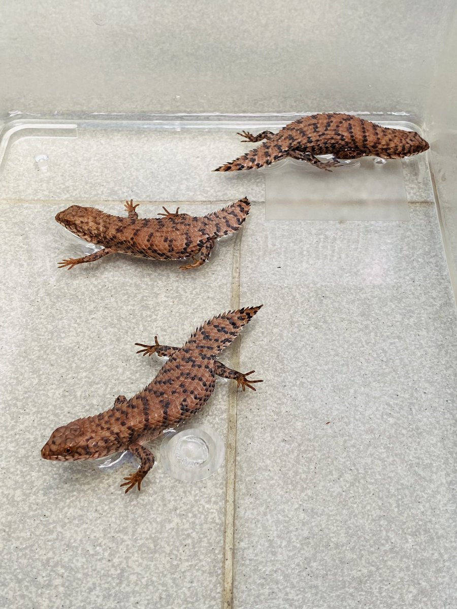 Reptile_owner's tweet photo. The lovely babies in this year🥰🥰 https://t.co/td4zs5DRki