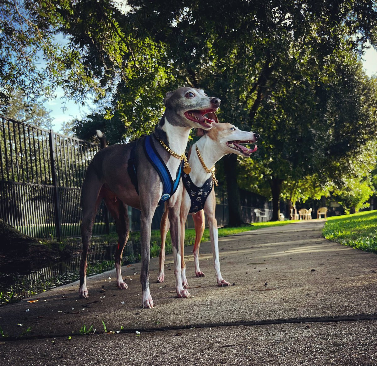 Mdarling30's tweet photo. @DanFlynn @NOLAPepper @DanFlynn get those Italian doggos some gold chains. 😆 https://t.co/SwrdoH1Egp