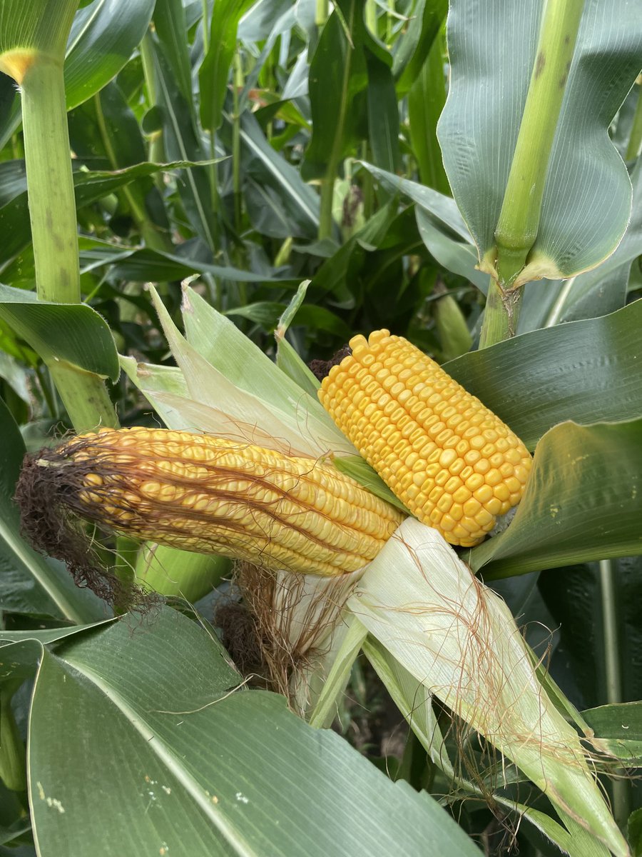 AWrightCrop's tweet photo. New NK9347 looks amazing with 20 rows around https://t.co/yZy8PRR4le