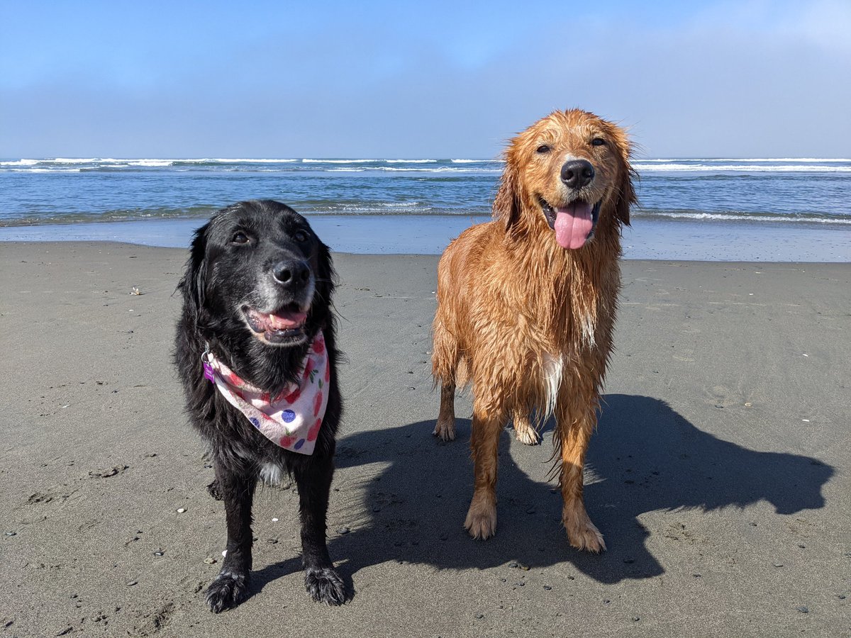abreed_13's tweet photo. My nuggets ❤️ #nationaldogday #petsbringustogether https://t.co/7vS2uqKhS1