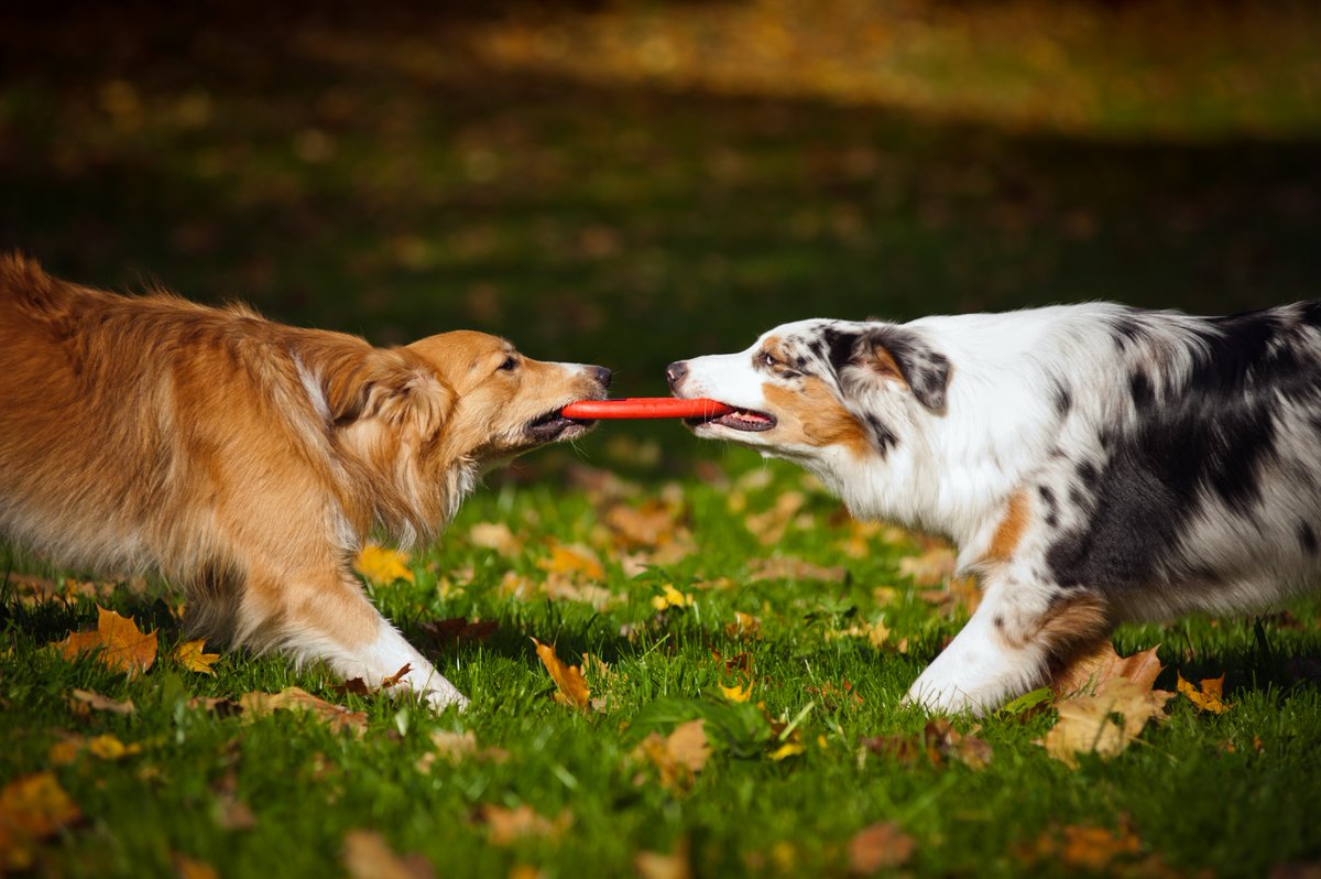vinyl_institute's tweet photo. Happy National Dog Day! Did you know dog accessories such as toys, leashes, collars, and life vests can be made out of vinyl due to their durability? Vinyl products can withstand chewing, water, and everyday wear and tear!
#NatioalDogDay #dogs #dogdays #puppies #dogtoys #vinyl https://t.co/dke6BF1dQD