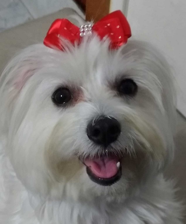 DearMara's tweet photo. @balancogeral Essa é a minha Lilly, o amor da minha vida! 🥰🐾❤️ https://t.co/a9I31E6oF0