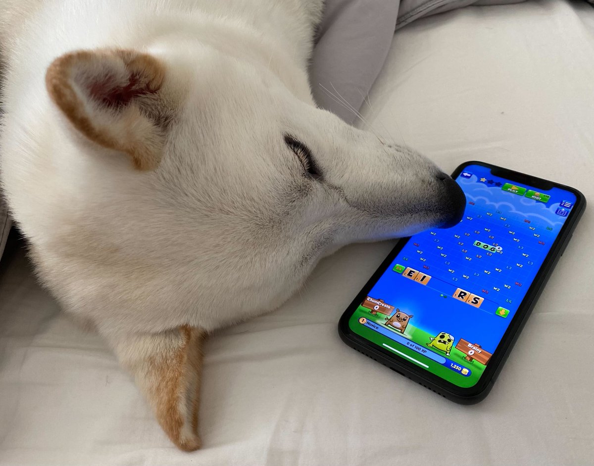 WordChums's tweet photo. Furry friends can make for some fierce Word Chums players. Happy International Dog Day! Show us a pic of your pup in the comments! 🐶💗 https://t.co/yvBlilLLYu