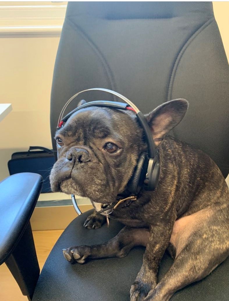 It only seems right on #internationaldogday to introduce you to our new Napping Coordinator, Frank "The Tank".  Frank has taken it upon himself to account for every tennis ball in the office. 
"When the going gets tough, the tough take a nap" #ITSolutions #HPC #Officedogs