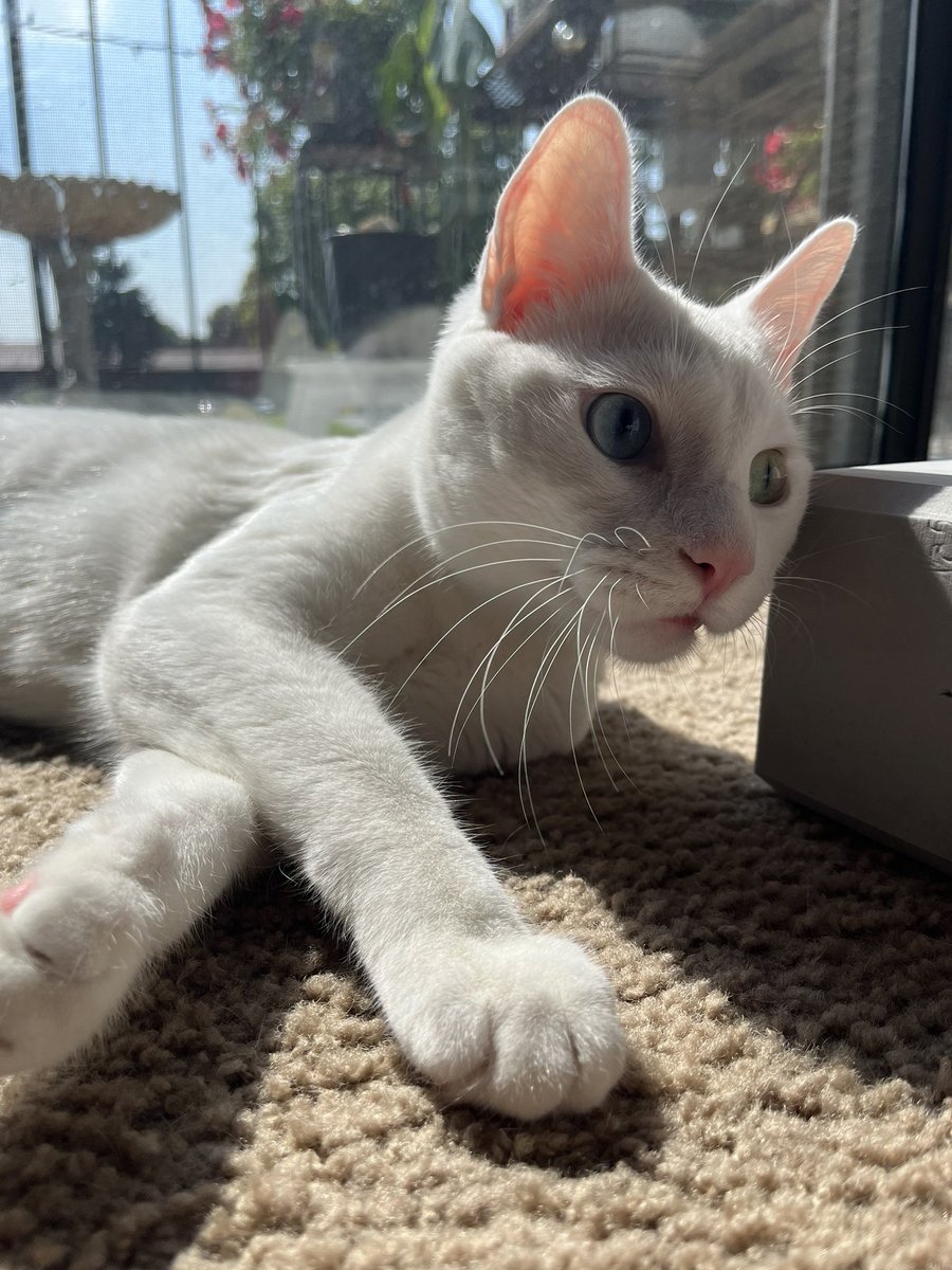 Santiago #freepalestine 🍉🇵🇸 tweet media