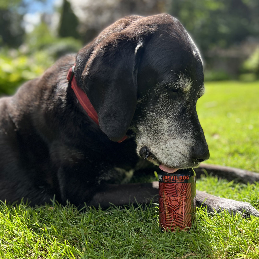 The best way to enjoy the dog days of summer? With a Devil Dog 🍻Tag your good boys and girls in the comments. #NationalDogDay #craftbeer #craftbeerlife #drinklocal #craftbeerlover #beerlovers #puremichigan #DevilDog #Marshall