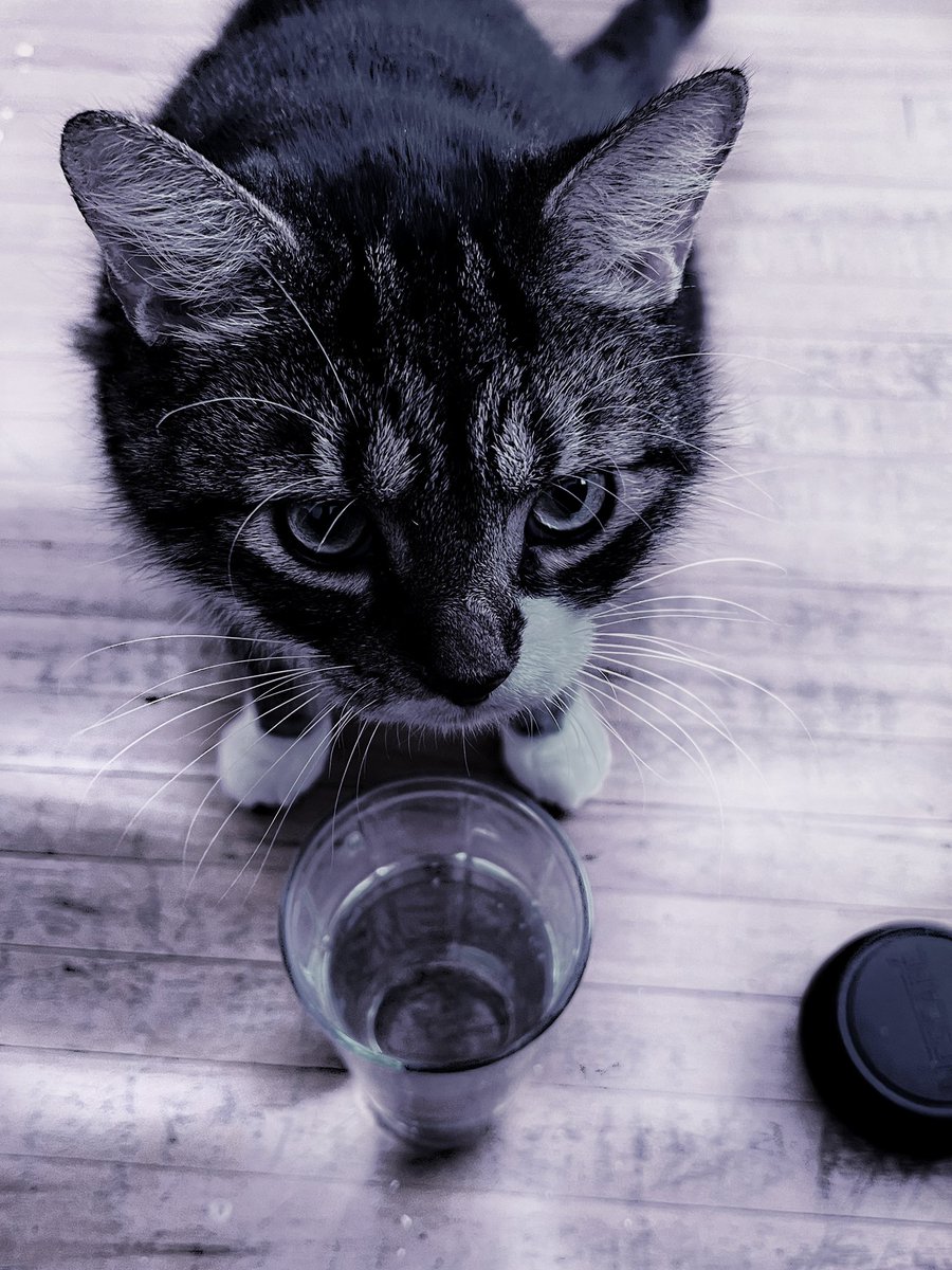 AnnBradfield's tweet photo. It’s not Caturday 🐈‍⬛ #pet #cat #FridayVibes #fridaycat #omg #DuketheCat #water #glass #catphoto #toronto https://t.co/6CymcLD7sz