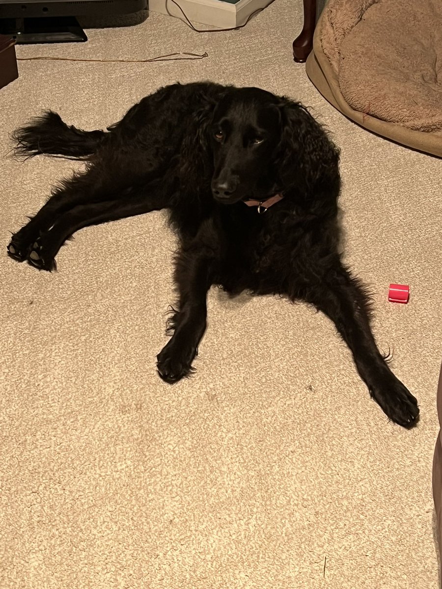 davidroznowski's tweet photo. Celebrate our furry friends on #national #DogDay https://t.co/tmbOFcnFSJ