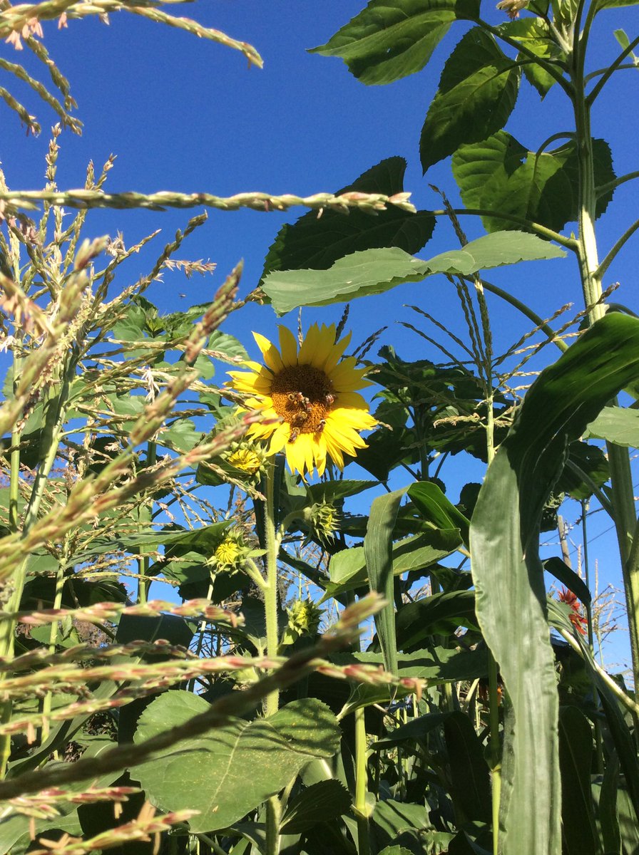 ABBestphotos's tweet photo. Does anyone else allow sunflowers to control their lives 🤣? I can say that if you can keep peeling the giant leaves off, sunflowers & corn are great companion plants #MoreBeesPlease https://t.co/AWeeyu3GVo