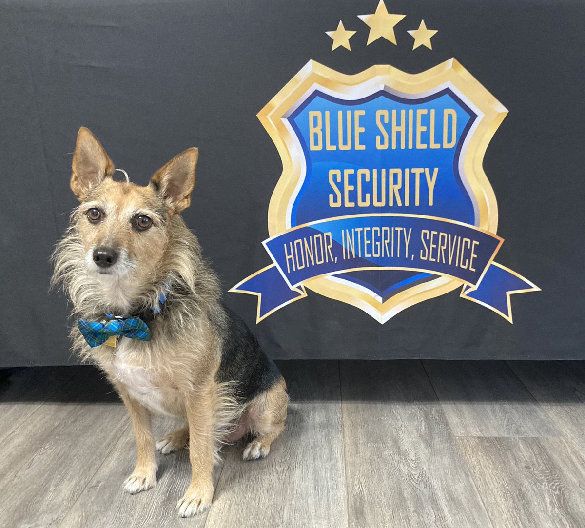 BlueSSalarm's tweet photo. Happy National Dog Day! 🐶
Share a picture of your dog in the comments:

#nationaldogday #dogsonduty #dogsprotect #dogscomfort #dogsareaweaome #Comment #dog #commentbelow #sharebelow #dogpictures #dogpics #DropAPic #happynationaldogday #dogsoftwitter 

📷: @HerbieMooland https://t.co/Kn61FXE12P