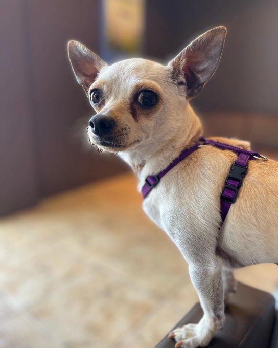 It&rsquo;s #NationalDogDay   ~ Rico https://t.co/6iD9h5wIse<a href="/tag/nationaldogday"class="tags">#NationalDogDay</a>