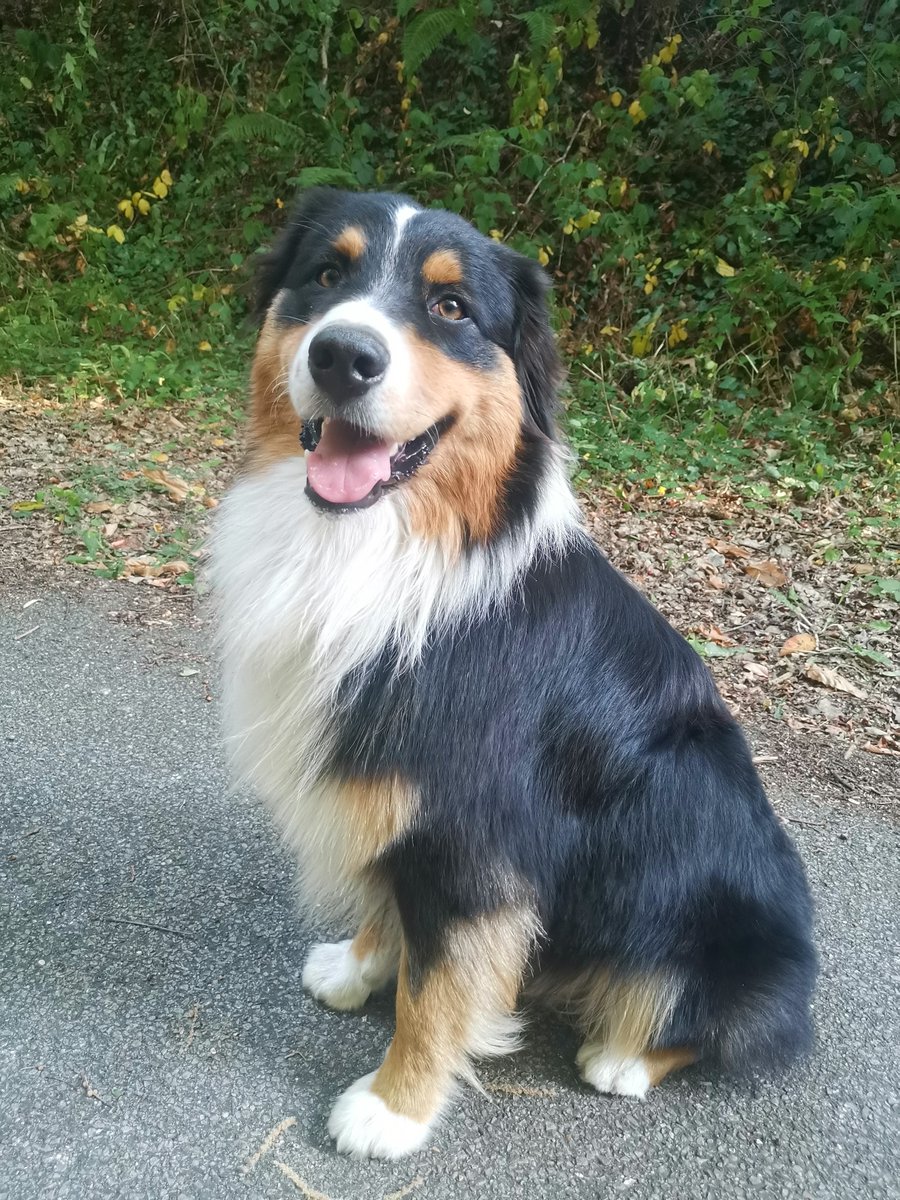 Ramain24_7's tweet photo. #JourneeMondialeDuChien #InternationalDogDay https://t.co/d9J8U5SA9Q