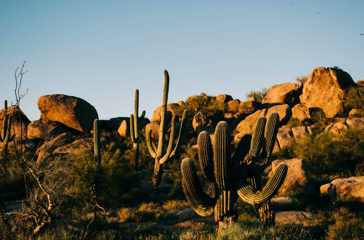 nosuchseagull's tweet photo. 🏜🌵 Can a massive effort to replant #cacti in the Sonoran #Desert restore an #ecosystem ravaged by fire?

✍️: @WroteElizabeth 
📸: @ashponders, @kenderpaw 
🔗: @biographic
https://t.co/PybWqS5aWa https://t.co/WGzMpXn6SY