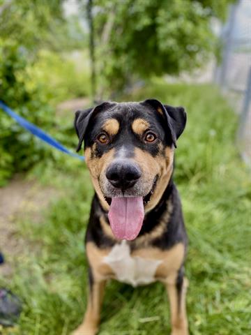 CityBrampton's tweet photo. For #InternationalDogDay, let’s meet King, Topi, Winston and O’Malley – all of them are looking for their fur-ever home 🐶! To learn more about adopting a pet in #Brampton, visit https://t.co/tMWhh4D2Hq https://t.co/yqGIiS13kK