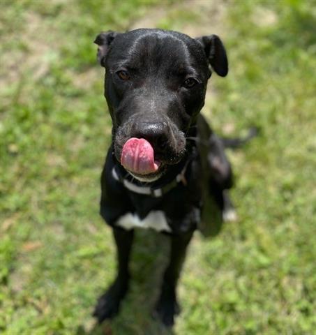 CityBrampton's tweet photo. For #InternationalDogDay, let’s meet King, Topi, Winston and O’Malley – all of them are looking for their fur-ever home 🐶! To learn more about adopting a pet in #Brampton, visit https://t.co/tMWhh4D2Hq https://t.co/yqGIiS13kK