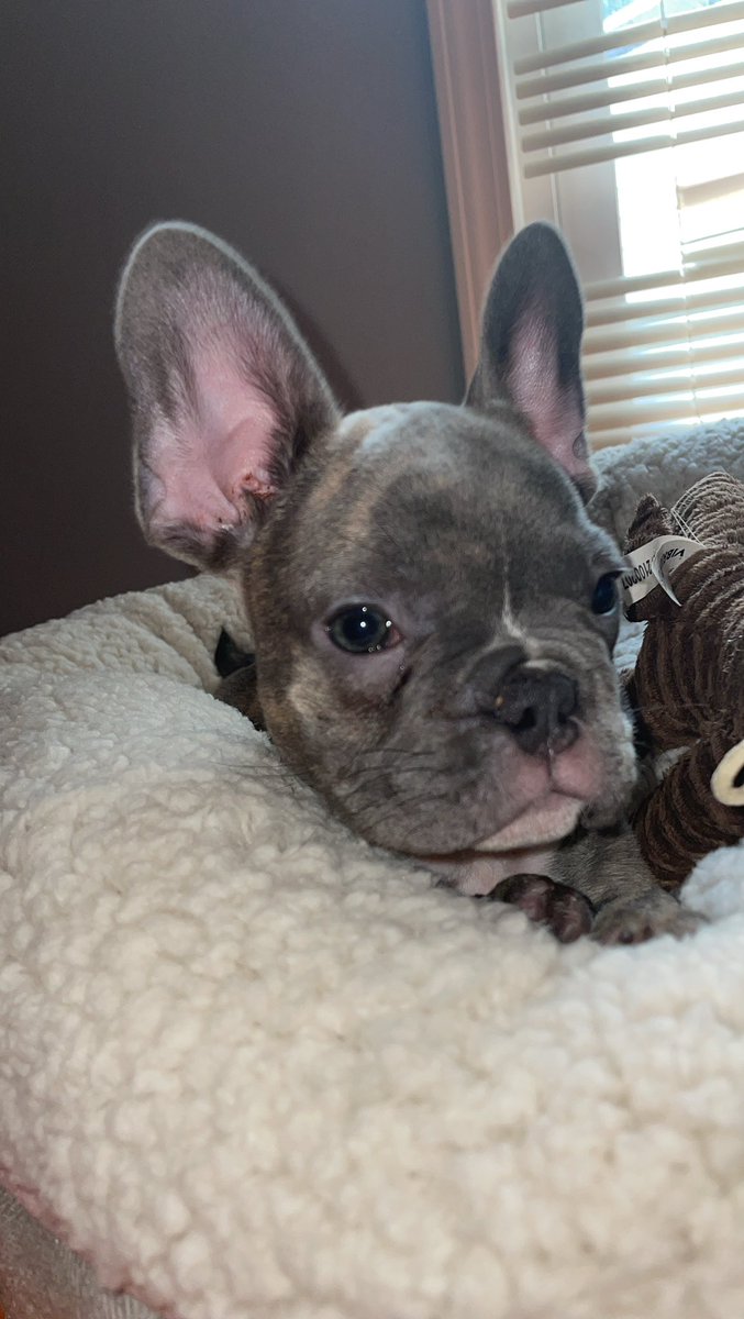 My Two New Babies Late Post