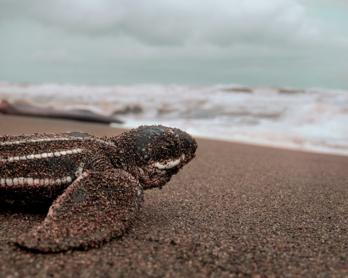 MLRProject's tweet image. DYK? Warmer sands tend to produce female sea turtle hatchlings and cooler sands tend to produce males. As our climate changes and warms over time, scientists have discovered larger numbers of female sea turtles being born, which could ultimately harm this endangered species.