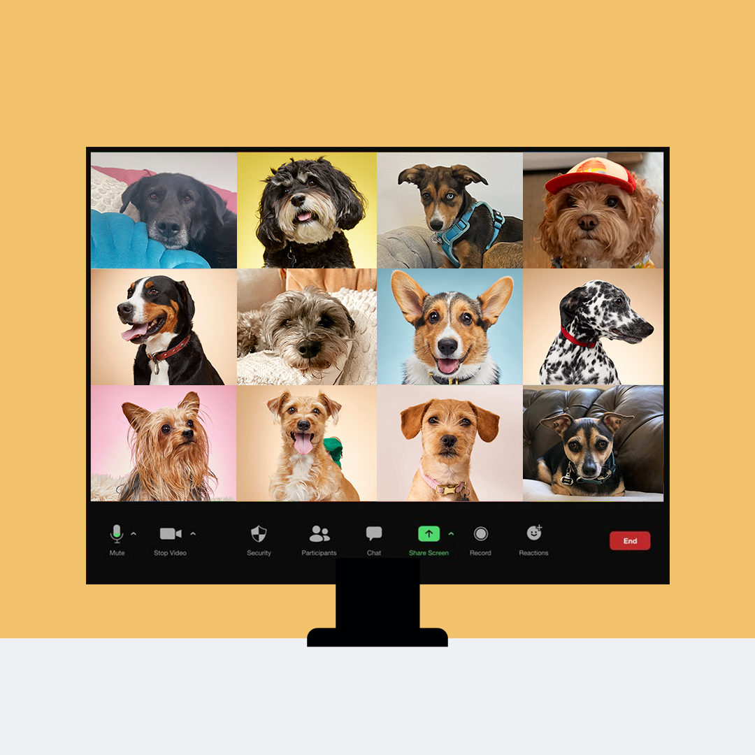 TaylorPond's tweet photo. Happy #NationalDogDay from our favorite pups to yours! π¦΄ππΆ #dogday #ourfavoritepups #officepups #officedogs #dogfriendlyoffice #weloveourdogs #agencyteam https://t.co/5KIQcI4RnY