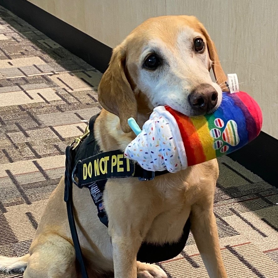 mspairport's tweet photo. Put your paws together for @mspairport's Eebbers - winner of the @TSA's 2022 Cutest K9 Contest!

Eebbers was born into TSA’s Puppy Program and is the last remaining canine from the Puppy Program still working daily for TSA.

Congratulations on your win, Eebers! #NationalDogDay https://t.co/9iwwKG4MAD