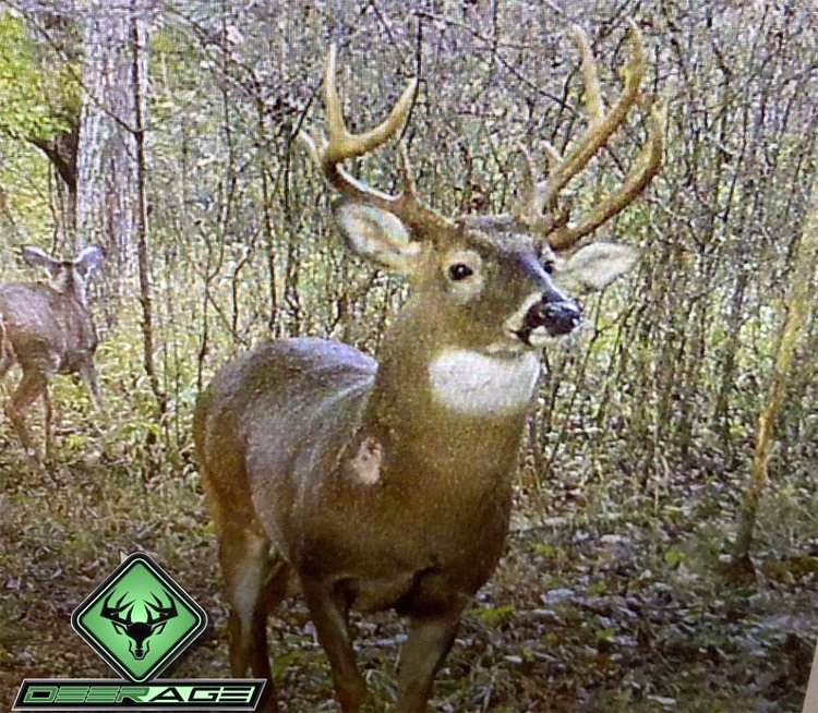 DeerBlast's tweet photo. Triple-beamer! 👀 This amazing KY triple-beam 13-point was found dead in Feb of this year. 😥 @wildlifelabs aged it at 6.5 years old, no word on the score – any guesses? 🤔
Got the Shot of the Week in this week's DB email (sign up!) 👉 https://t.co/pkTveQPbhH
#deerhunting https://t.co/sHrYh0uDCM
