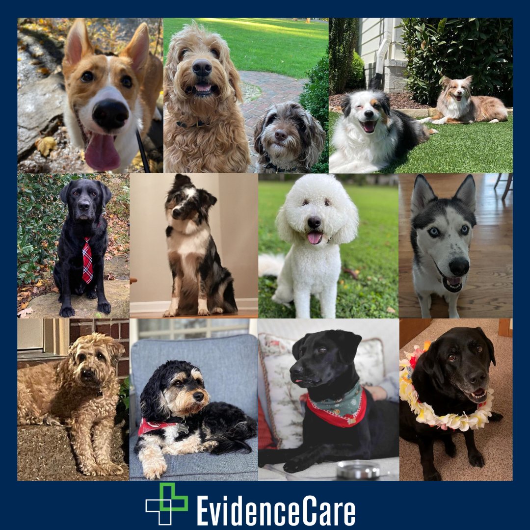 evidencecare's tweet photo. Happy National Dog Day! To our favorite #EvidenceCare pups! 🐾 https://t.co/zgBGGsZmlM